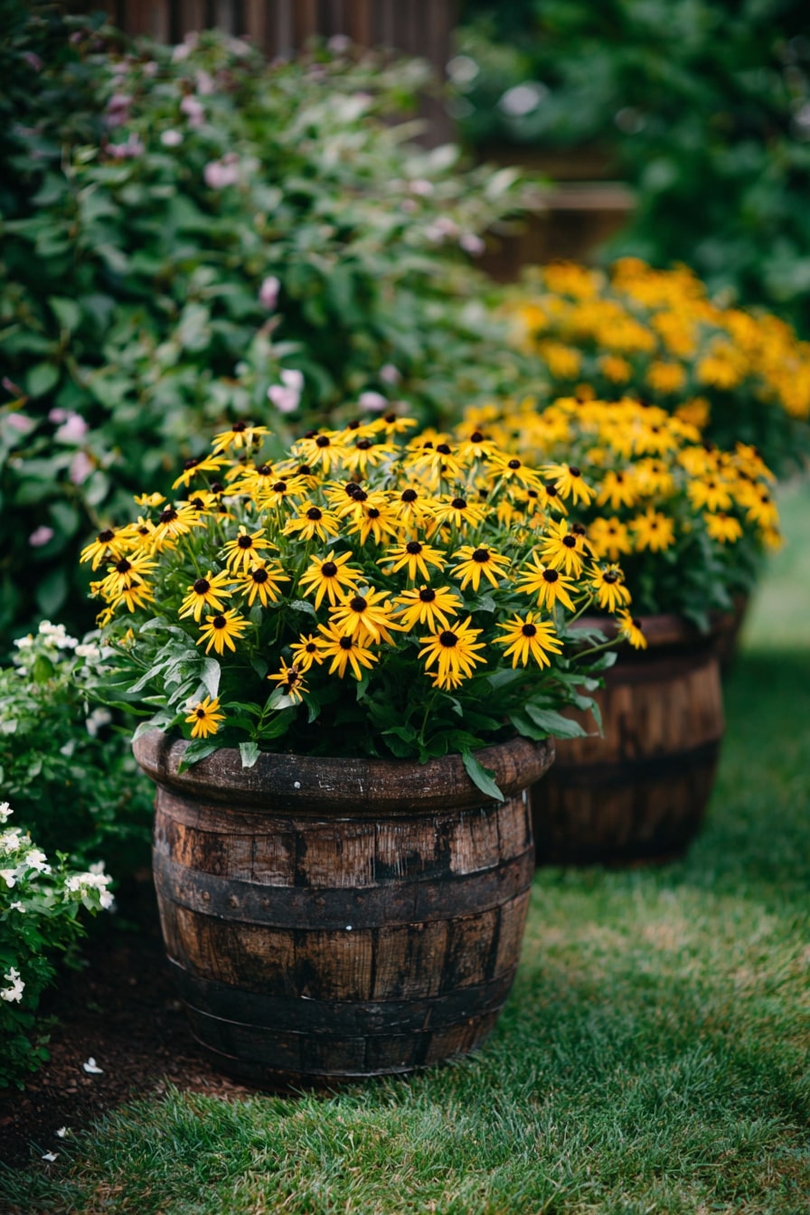 Anchor Outdoor Spaces with Barrel-Planted Black-Eyed Susans